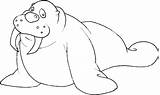 Morse Walrus Coloriages Animaux sketch template