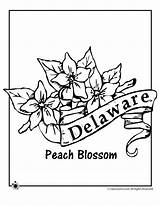 Flower Coloring Delaware State Pages Woojr Kids Flowers Activities Flag Printables Classroomjr sketch template