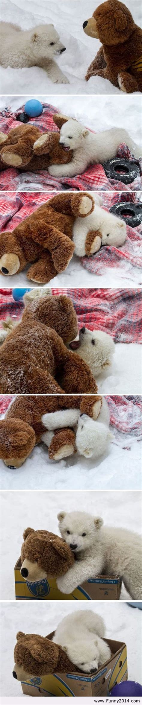 polar bear   teddy bear pictures   images