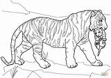 Tigre Felin Coloriages Foret Cheval sketch template