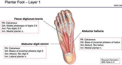 foot anatomy plantar anatomy book