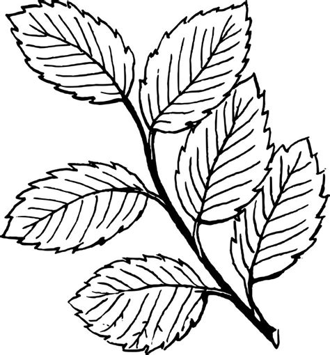 leaves leaf coloring page fall leaves coloring pages leaf outline
