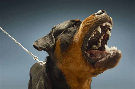 zijn rottweilers gevaarlijke honden voor eigenaars en andere honden uitgelaten hond