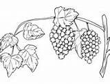 Coloring Grapes Grapevine sketch template