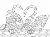 Cygne Cigno Adulti Lace Adultes Graphicriver Disegnare Impara Uccello Tatouage sketch template