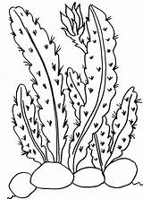 Coloring Pages Desert Plants Getcolorings sketch template