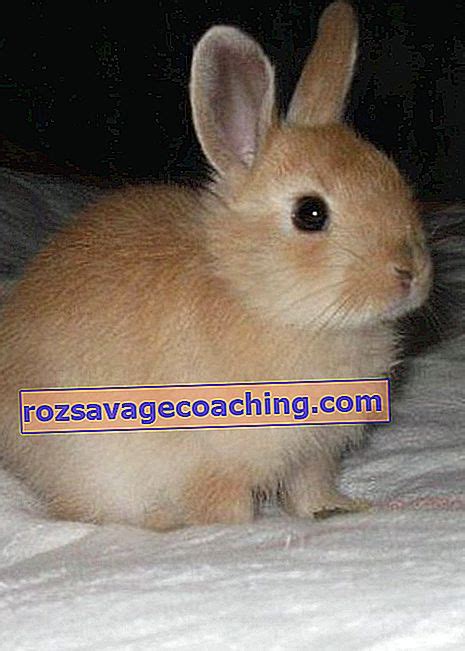 how to determine the gender of a rabbit 22 photos how to