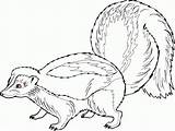 Skunk Stinktiere Skunks 색칠 Mofetas Animal 색칠하기 sketch template