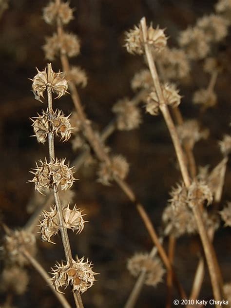 leonurus cardiaca motherwort minnesota wildflowers