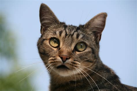 fileeuropean shorthair cat portraitjpg wikimedia commons