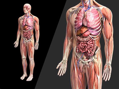 Organismul Este Alcătuit Din Celule Tesuturi Si Organe Cartea Sănătății