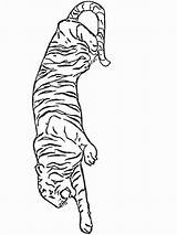 Colorat Animale Tigri Planse P16 Desene Primiiani Isteti Copii Cele Cauta sketch template