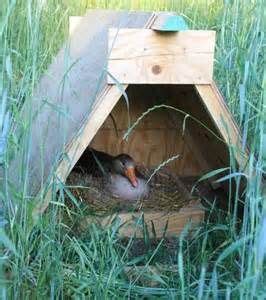 goose nest box yahoo image search results backyard chicken coops chicken coop plans