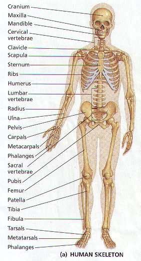 human body bones diagram city distributers human bones ggsioh