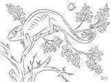 Chameleon Coloring Pages Cute Printable Jackson Cameleon Drawing Color Drawings Dot Kids Sheets Tree Book sketch template