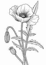 Poppies sketch template