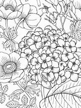 Colorir Flores Jardim Terapia Livro Ausmalen Cipriano Ausmalbilder Fiverr Jardins Secreto Sao Malbuch Disegni Acessar Coloridos Nº5 sketch template