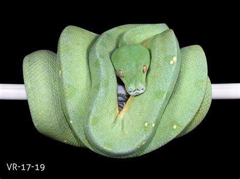 Manokwari Cyclops Green Tree Python For Sale Viridispython