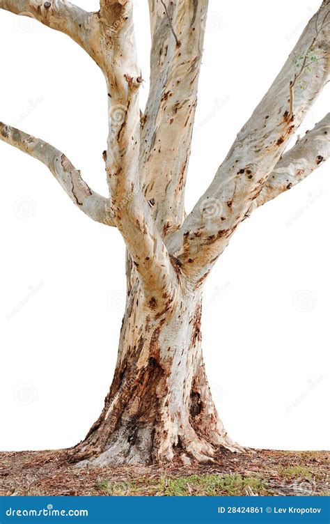 tree trunk stock image image  life sprout grow root