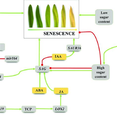 examples   regulated genes  senescence  plant ephemeral