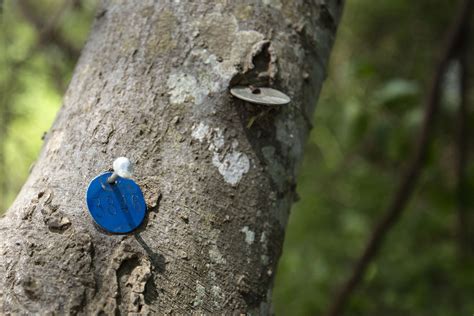what s the story behind the different tags on trees around