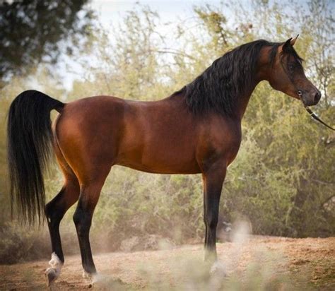 cheval arabe photo