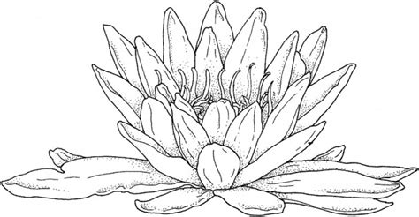 printable realistic water lily coloring page  grown ups