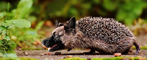 hedgehogs eat dry dog food  pets