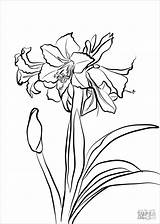 Amaryllis Coloring Hardy Pages Coloringbay sketch template