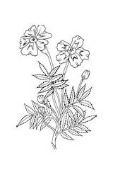 Marigold Coloring Pages Marigolds Supercoloring Tagetes sketch template