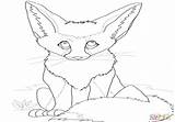 Coloring Fox Fennec Eared Bat Getdrawings Pages Getcolorings sketch template