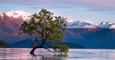 Hike Lake Wanaka And Photograph The Famous Tree Wanaka New Zealand