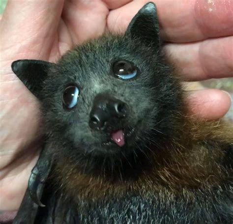 bats images  pinterest bats animal babies  baby animals