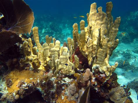 jamaica underwater