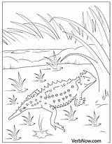Lizard Lizards Verbnow sketch template