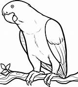 Loros Parrot African sketch template
