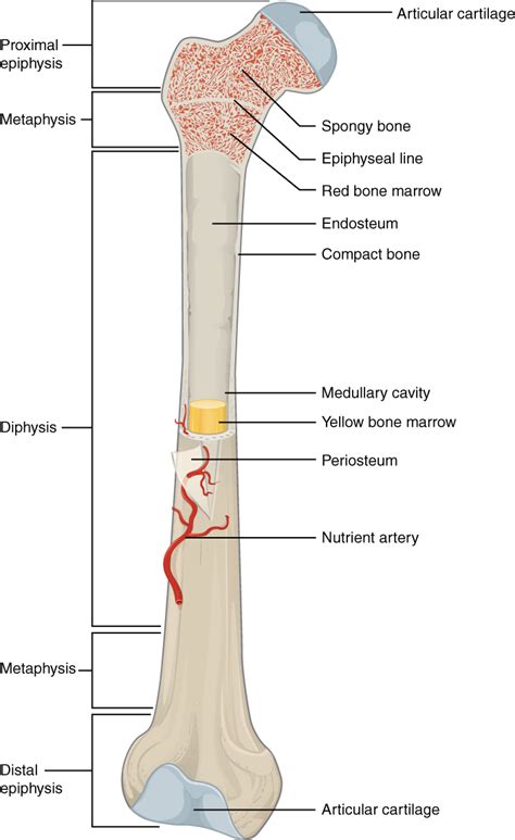 illustration depicts  anterior view    femur  thigh bone  inferior