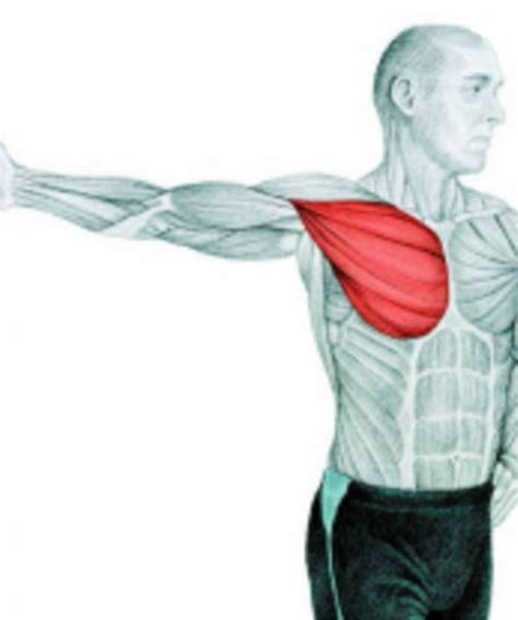 34 Amazing Illustrations That Show Which Muscle Groups Are