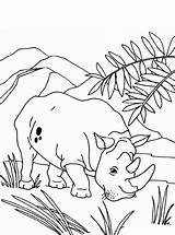 Neushoorn Nashorn Rhinoceros Kleurplaten Persoonlijke Erstellen sketch template