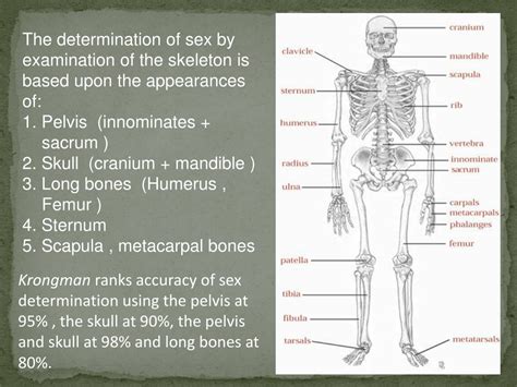 Ppt Sex Determination From Human Skeletal Remains { Skull Pelvis Free