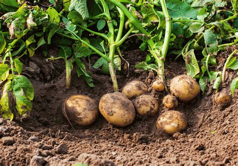 growing potatoes   garden   agrovision