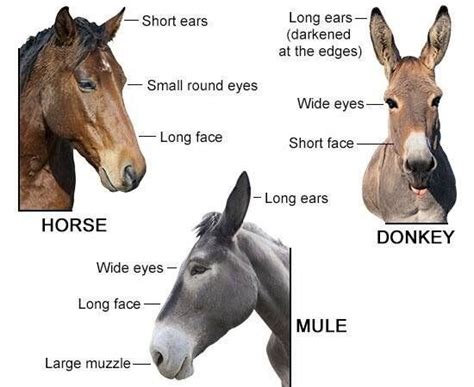 differences  horses donkeys  mules
