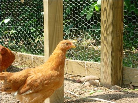 How To Raise Buff Orpington Chickens Ehow Buff