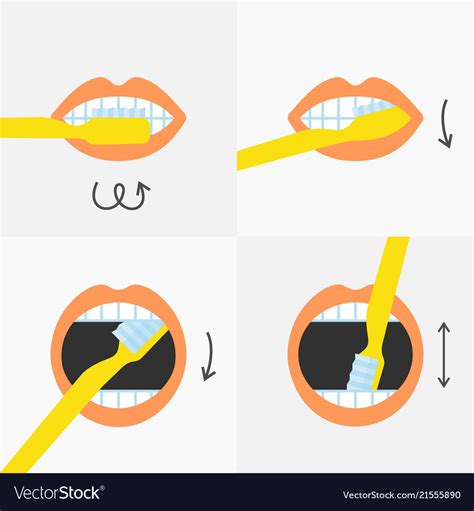 brush  teeth instructions  steps vector image