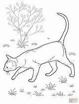 Coloring Cat Pages Realistic Clipart Cats sketch template