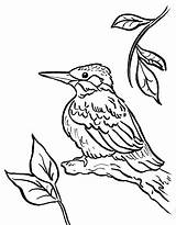 Kingfisher Coloring Chickadee Pages Drawing Bird Line Printable Print Getdrawings Color 2550 Designlooter Drawings Today Getcolorings 1026 29kb sketch template
