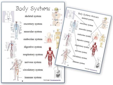 human body systems worksheets homeschool den
