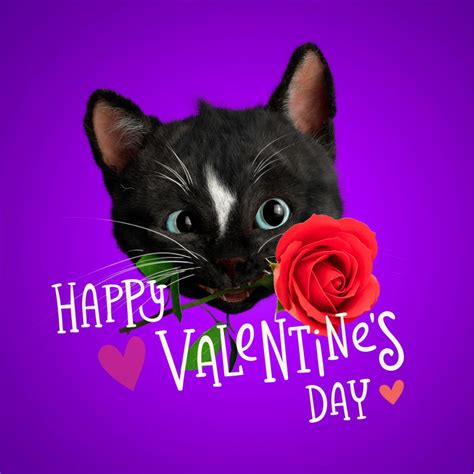 happy valentines day cat felini sending love   kitty cats
