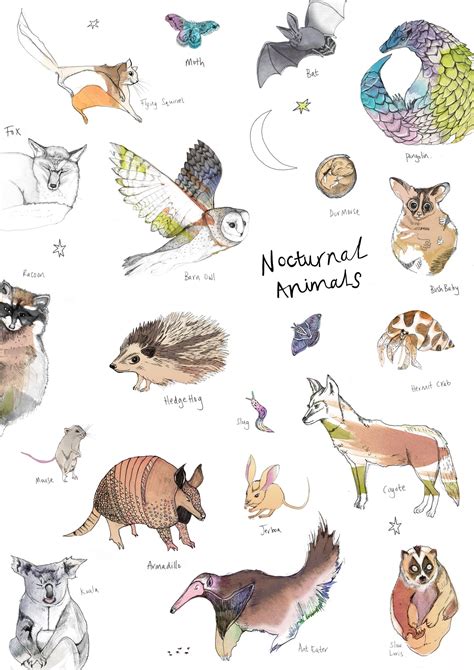 nocturnal animals art print nina nou