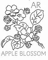 Blossom Apple Drawing Getdrawings sketch template